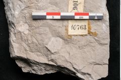 Foto (Detailansicht) von Dictyopteris brongniarti Gutb. (NHMW-GEO-2024-0188-10763)